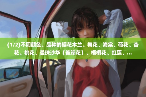 (1/2)不同颜色、品种的樱花木兰、梅花、海棠、荷花、杏花、桃花、曼珠沙华（彼岸花）、梧桐花、红莲、...