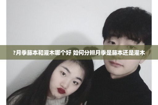?月季藤本和灌木哪个好 如何分辨月季是藤本还是灌木