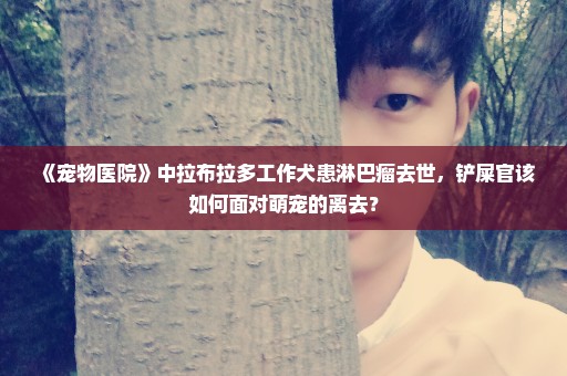 《宠物医院》中拉布拉多工作犬患淋巴瘤去世，铲屎官该如何面对萌宠的离去？