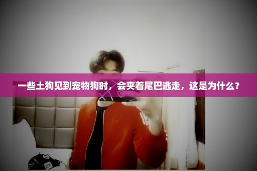 一些土狗见到宠物狗时，会夹着尾巴逃走，这是为什么？