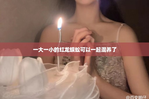 一大一小的红龙蜈蚣可以一起混养了