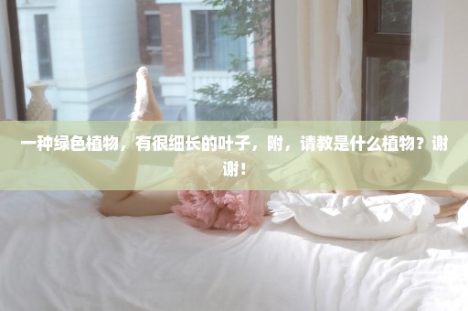 一种绿色植物，有很细长的叶子，附，请教是什么植物？谢谢！