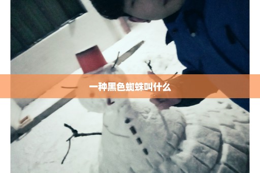 一种黑色蜘蛛叫什么