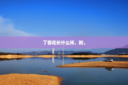 丁香花长什么样，附。
