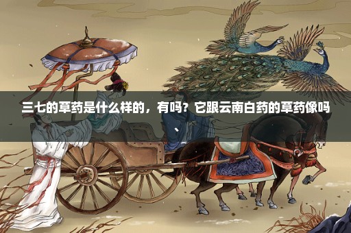 三七的草药是什么样的，有吗？它跟云南白药的草药像吗、