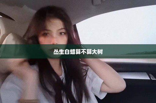 丛生白蜡算不算大树