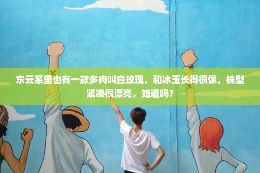东云系里也有一款多肉叫白玫瑰，和冰玉长得很像，株型紧凑很漂亮，知道吗？