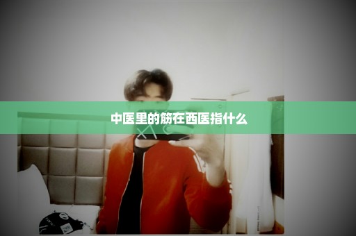 中医里的筋在西医指什么