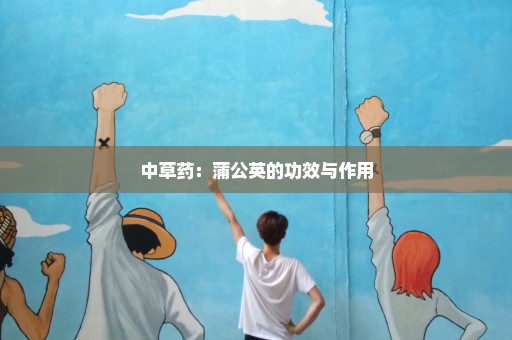 中草药：蒲公英的功效与作用