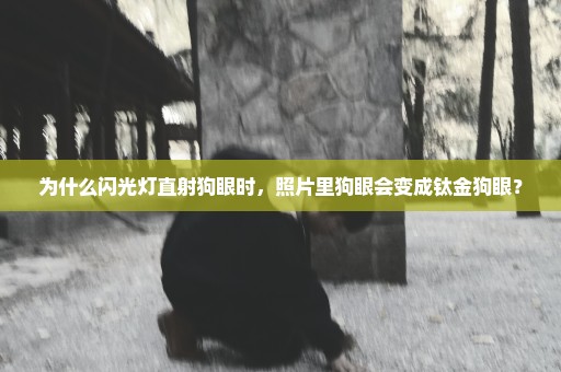为什么闪光灯直射狗眼时，照片里狗眼会变成钛金狗眼？