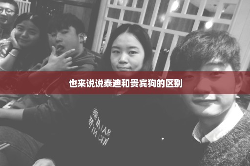 也来说说泰迪和贵宾狗的区别
