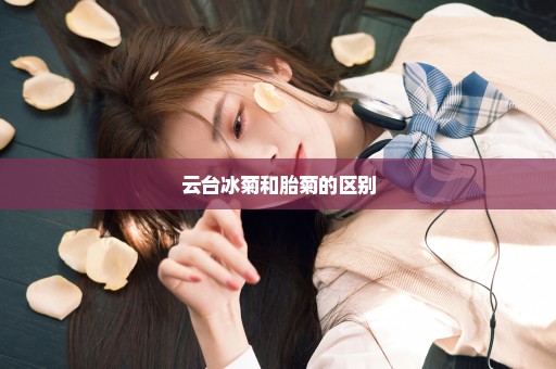 云台冰菊和胎菊的区别