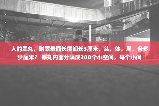 人的睾丸，附睾表面长度如长3厘米，头，体，尾，各多少厘米？ 睾丸内面分隔成300个小空间，每个小间