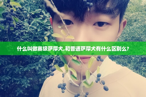 什么叫做赛级萨摩犬,和普通萨摩犬有什么区别么?