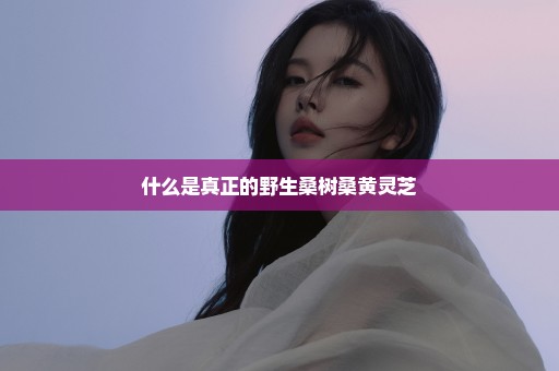 什么是真正的野生桑树桑黄灵芝