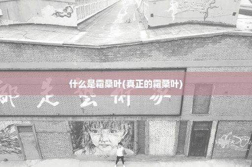 什么是霜桑叶(真正的霜桑叶)