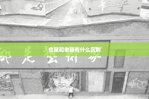 仓鼠和老鼠有什么区别