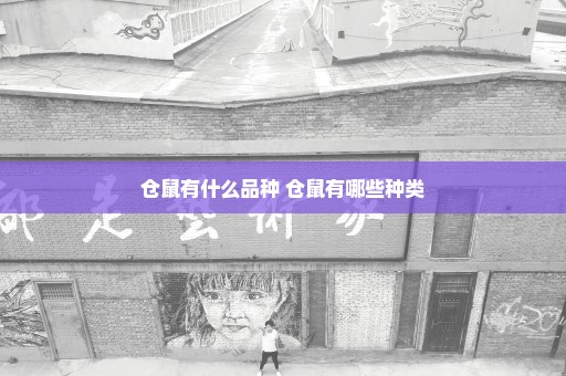 仓鼠有什么品种 仓鼠有哪些种类
