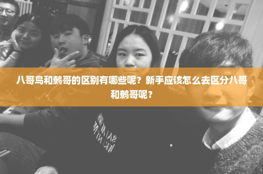 八哥鸟和鹩哥的区别有哪些呢？新手应该怎么去区分八哥和鹩哥呢？