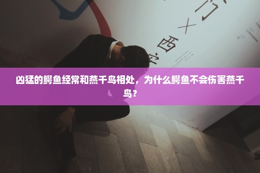 凶猛的鳄鱼经常和燕千鸟相处，为什么鳄鱼不会伤害燕千鸟？