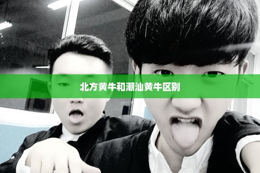北方黄牛和潮汕黄牛区别
