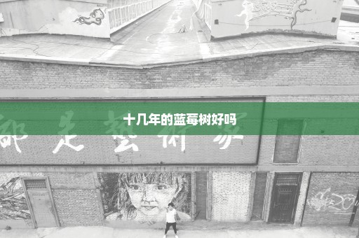 十几年的蓝莓树好吗