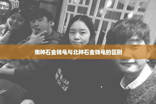 南种石金钱龟与北种石金钱龟的区别