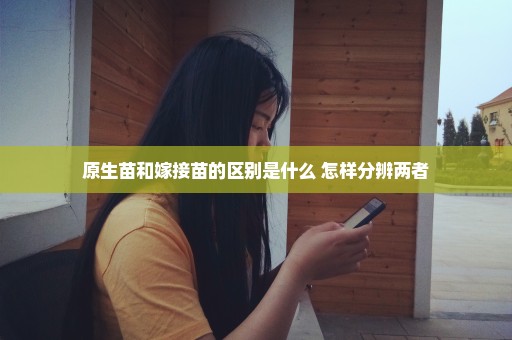 原生苗和嫁接苗的区别是什么 怎样分辨两者