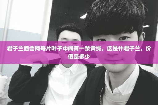 君子兰商会网每片叶子中间有一条黄线，这是什君子兰，价值是多少
