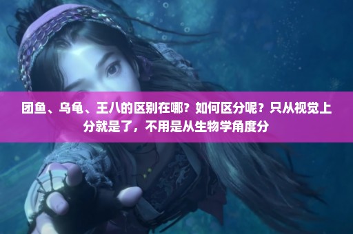 团鱼、乌龟、王八的区别在哪？如何区分呢？只从视觉上分就是了，不用是从生物学角度分
