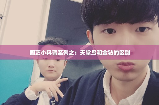 园艺小科普系列之：天堂鸟和金钻的区别