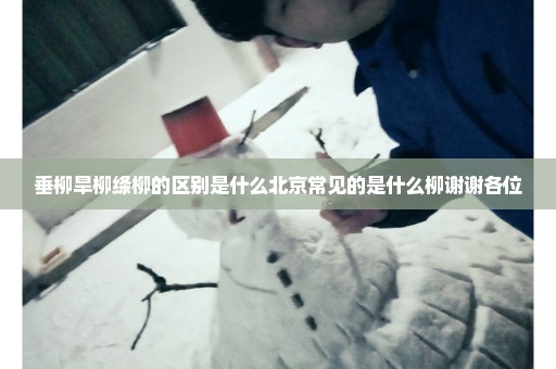 垂柳旱柳绦柳的区别是什么北京常见的是什么柳谢谢各位