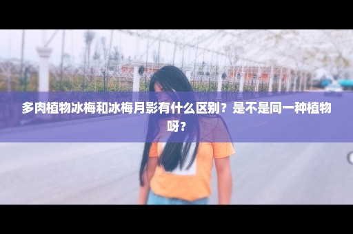 多肉植物冰梅和冰梅月影有什么区别？是不是同一种植物呀？