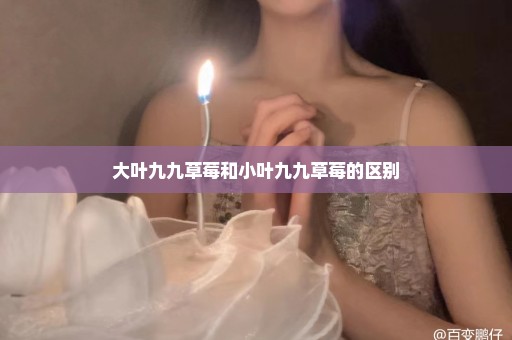 大叶九九草莓和小叶九九草莓的区别