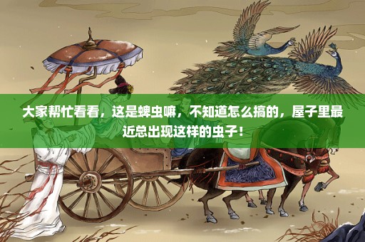 大家帮忙看看，这是蜱虫嘛，不知道怎么搞的，屋子里最近总出现这样的虫子！