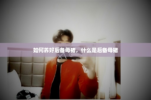 如何养好后备母猪，什么是后备母猪