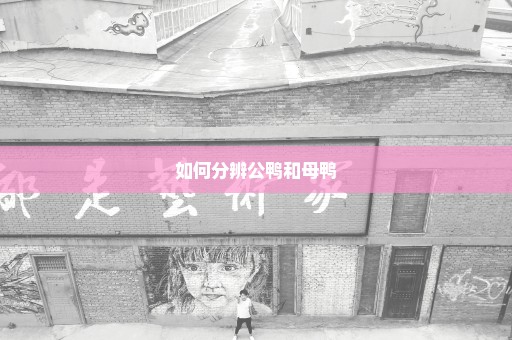如何分辨公鸭和母鸭