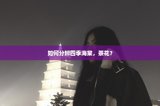 如何分辨四季海棠，茶花？