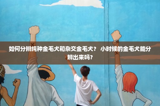 如何分辨纯种金毛犬和杂交金毛犬？ 小时候的金毛犬能分辨出来吗？