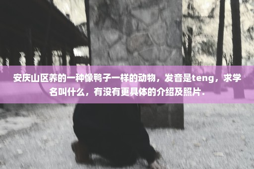 安庆山区养的一种像鸭子一样的动物，发音是teng，求学名叫什么，有没有更具体的介绍及照片．