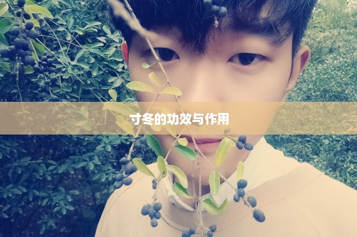 寸冬的功效与作用