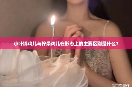 小叶锦鸡儿与柠条鸡儿在形态上的主要区别是什么？