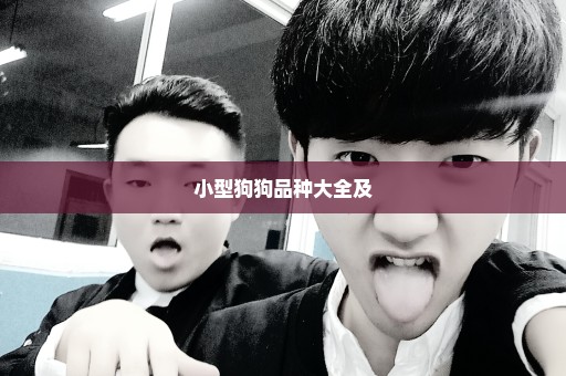 小型狗狗品种大全及