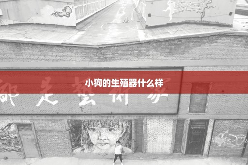 小狗的生殖器什么样