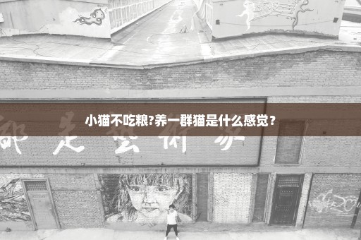 小猫不吃粮?养一群猫是什么感觉？