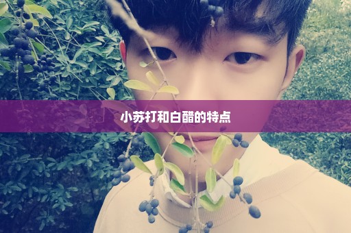 小苏打和白醋的特点