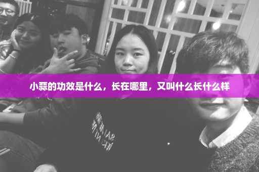 小蒜的功效是什么，长在哪里，又叫什么长什么样