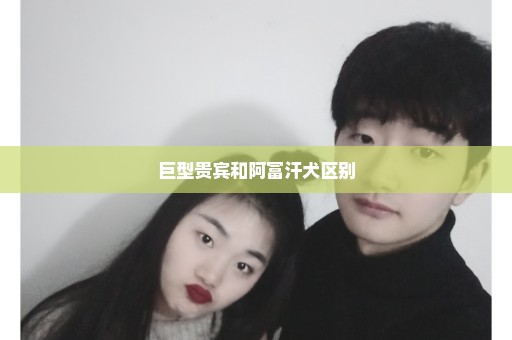 巨型贵宾和阿富汗犬区别