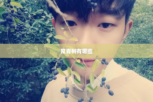 常青树有哪些