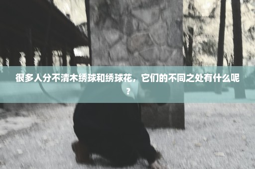 很多人分不清木绣球和绣球花，它们的不同之处有什么呢？